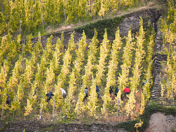 Das Bild zeigt zehn Personen bei der Weinlese im Herbst. 