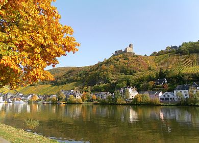 Herbstliche Mosellandschaft: Im Hintergrund die Burg Landshut in Bernkastel-Kues
