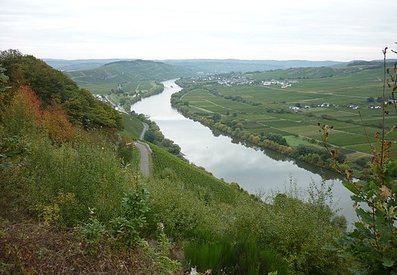 Blick flussabwärts aus den Kestener Weinbergen Richtung Brauneberg. Links am Hang einige Häuser von Kesten