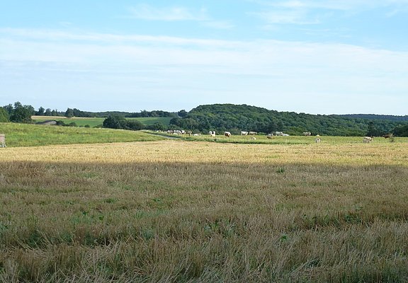 Ausblick auf die Wiesenlandschaft