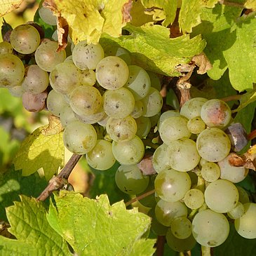 Rieslingtraube