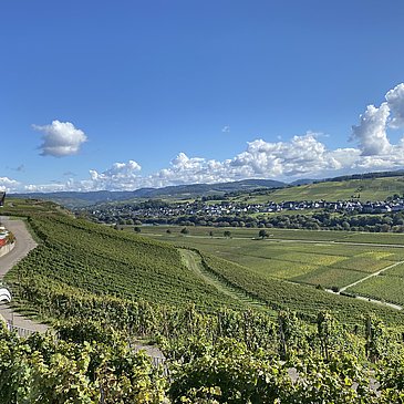 Weingut Thomas Hoffmann - Weinberge