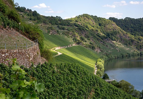 Weingut Lothar Kettern - Weinberge