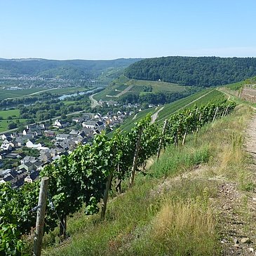 Panoramaweg hoch über Klüsserath