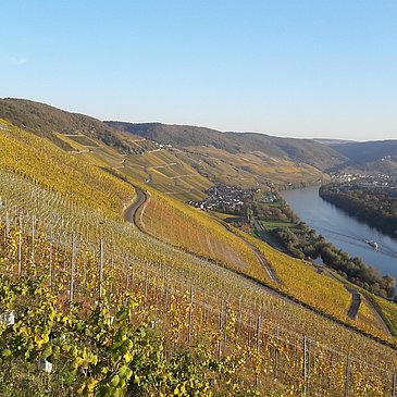 Weingut-Weinberge_Mosel
