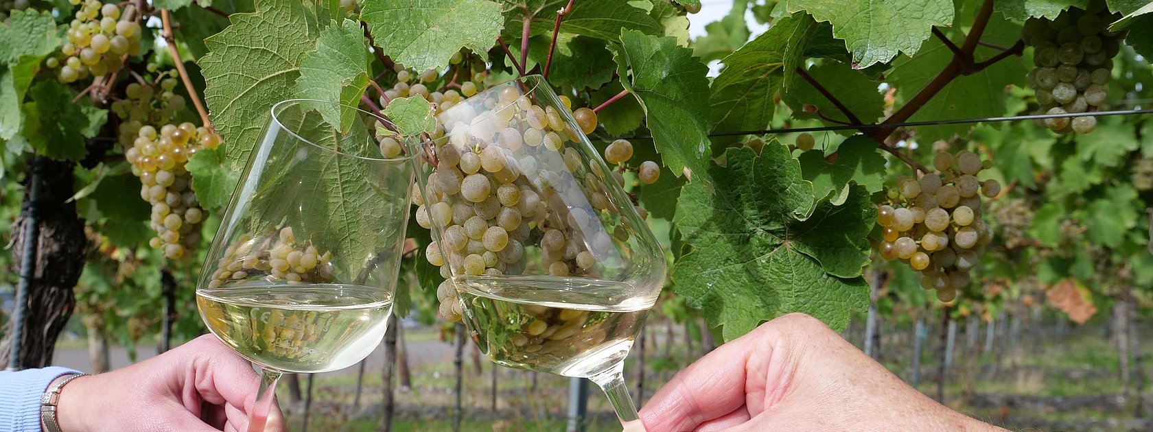 Weine im Weinberg genießen