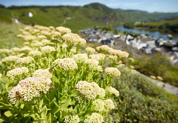 Gewürzgarten Ürzig