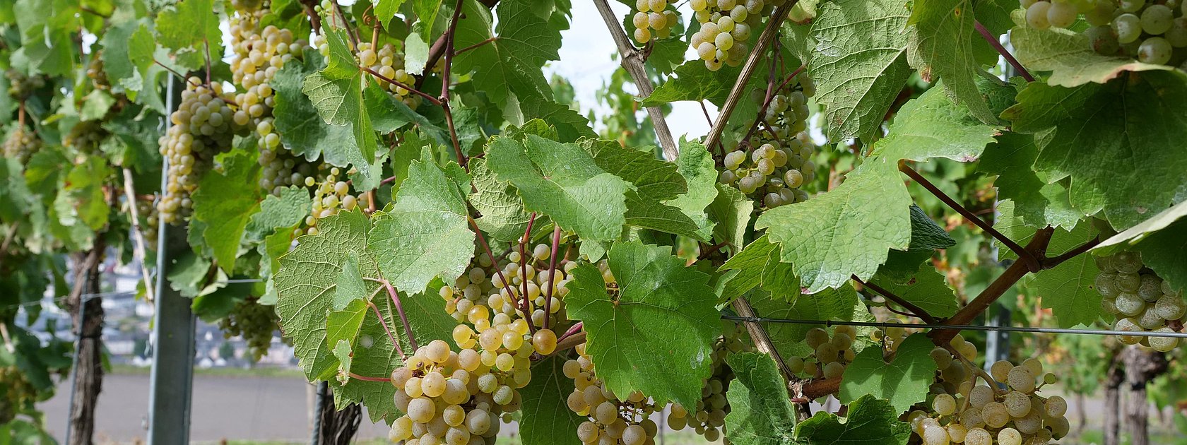 Weinreben