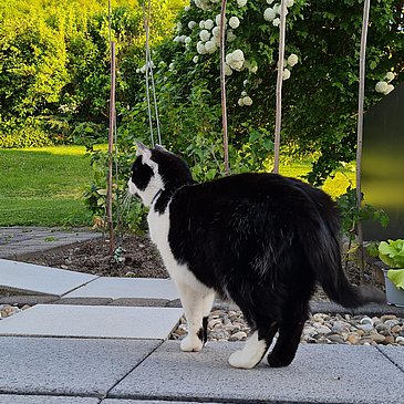 Unsere Hauskatze