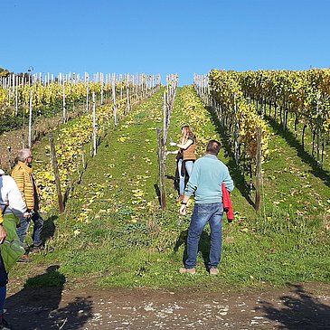 Weinprobenspaziergang durch die Weinberge