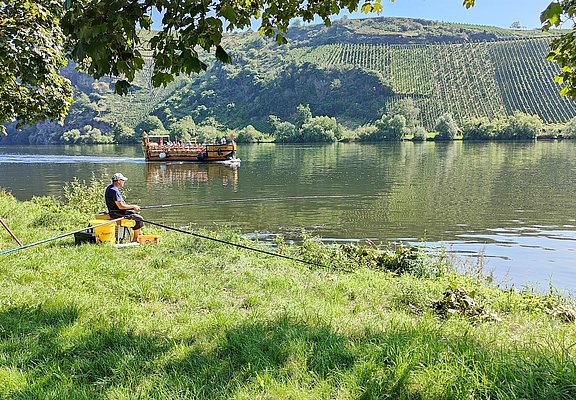 Angler am Moselufer in Neumagen-Dhron