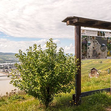 Übersichtsschild des Aktivpfad Mehring auf dem Moselsteig bei Mehring