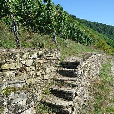 ...über Weinbergstreppen...