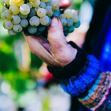 Traubenlese von Hand im Weingut Roussel