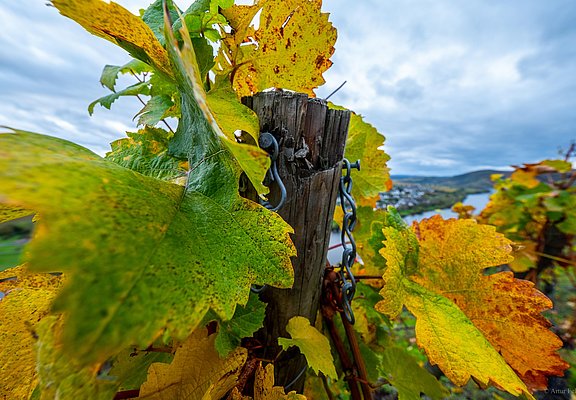 Weinberge an der Mosel im Ferienland Bernkastel-Ku