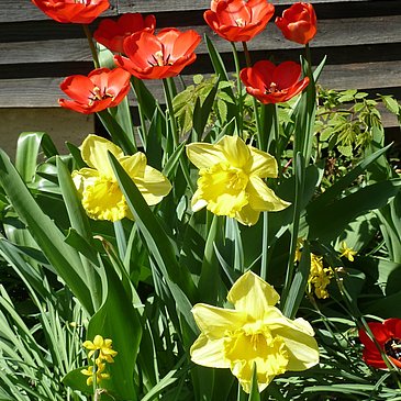 Tulpenblühte