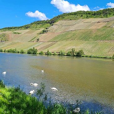 Mosel und Weinberge