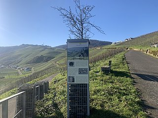 Infosäule Eidechse