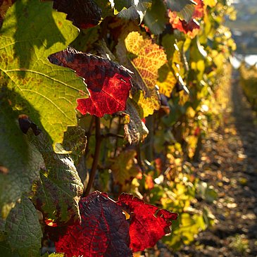Weinberg im Herbst