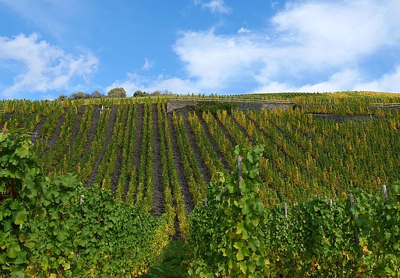 Weinberge im Ferienland Bernkastel-Kues