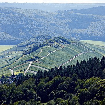 Weinberge satt: Mülheim an der Mosel