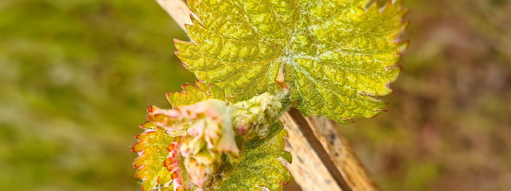 Weinberge an der Mosel
