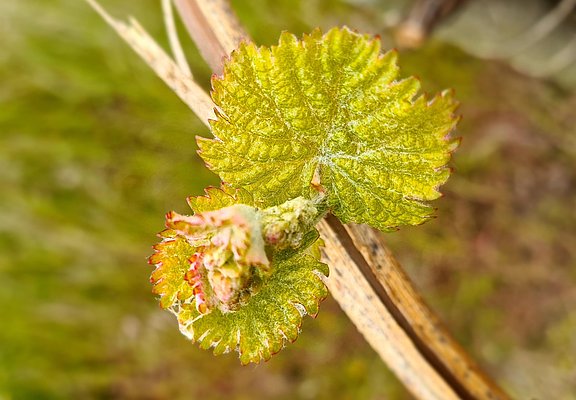 Weinberge an der Mosel