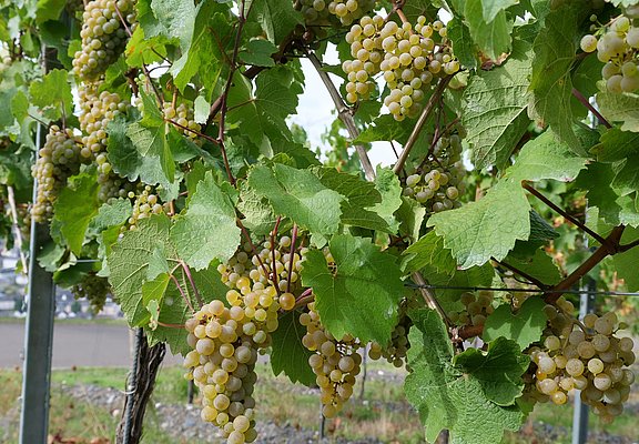 Weinreben