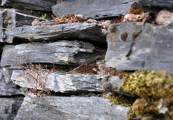 Schiefermauer