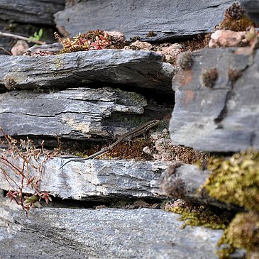 Schiefermauer