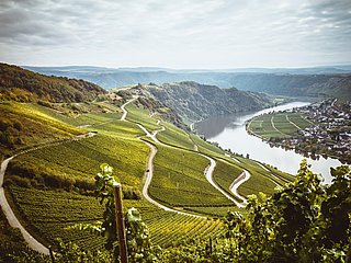 Moselloreley