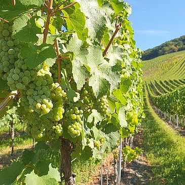 Radeln inmitten der Weinberge