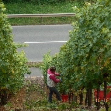 Traubenlese