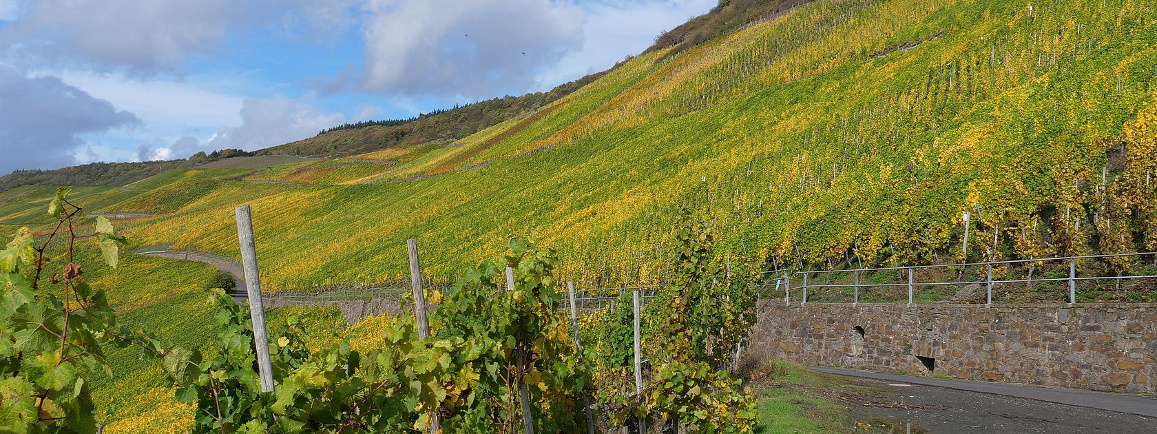 Weinberge an der Mosel