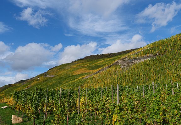 Weinberge an der Mosel im Ferienland Bernkastel-Ku