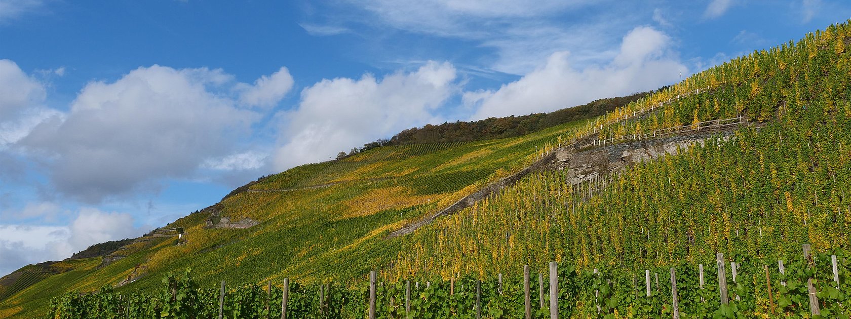 Weinberge an der Mosel
