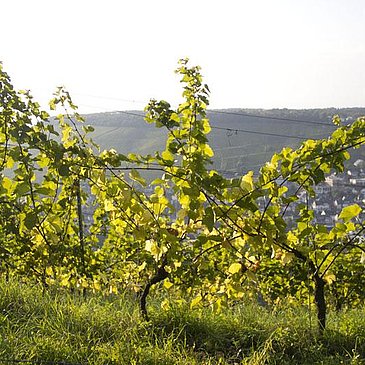 Weinreben im Moseltal