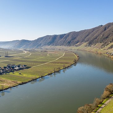 Die Mosel bei Piesport