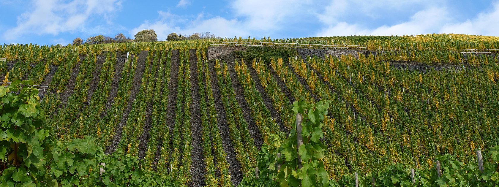 Weinberge an der Mosel