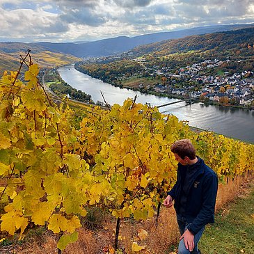 Weingut-Weinberge_Herbst