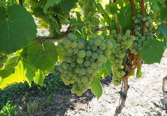 Weinberge an der Mosel