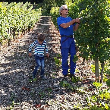 Sommerschnitt im Weinberg