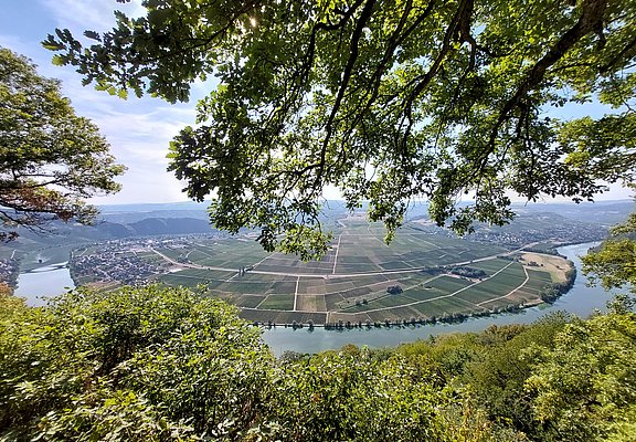 Piesport_Großer_Moselblick