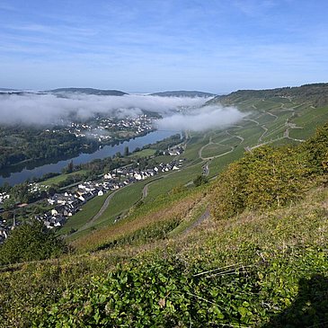 Blick_nahe_der_FeWo_Richtung_Zeltingen