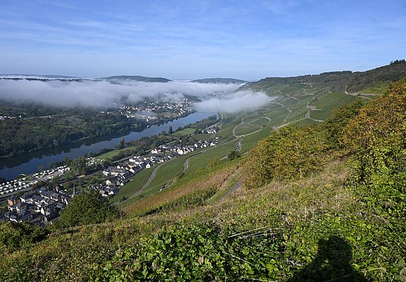 Blick_nahe_der_FeWo_Richtung_Zeltingen