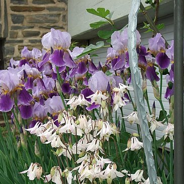 Frühling in der Gartenanlage
