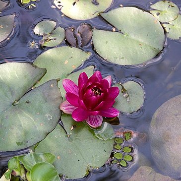 Seerose im Gartenteich