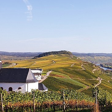 Die Weinberge im Herbst