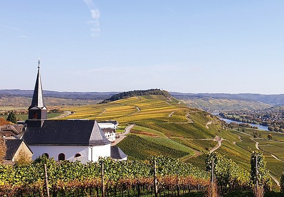 Die Weinberge im Herbst