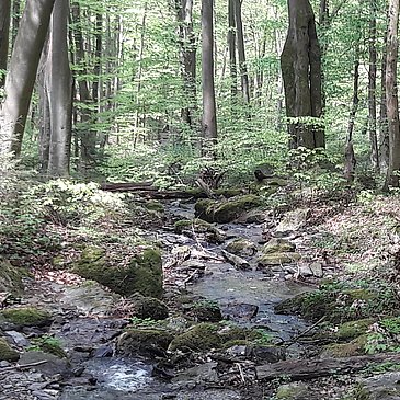 Wanderweg 6